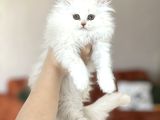 İnsan Canlisi Bri̇ti̇sh Longhai̇r Yavrum