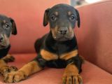Kali̇teli̇ Doberman Yavrularimiz