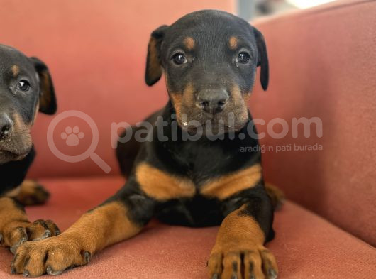 Kali̇teli̇ Doberman Yavrularimiz görsel