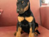 Kali̇teli̇ Doberman Yavrularimiz