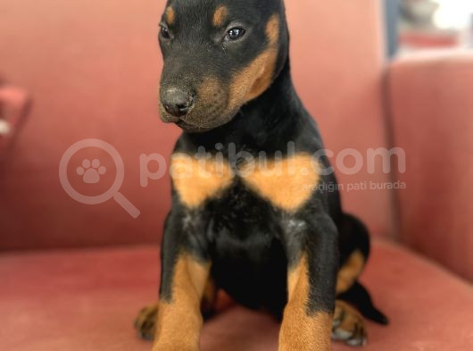 Kali̇teli̇ Doberman Yavrularimiz görsel