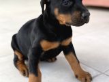 Kali̇teli̇ Doberman Yavrularimiz
