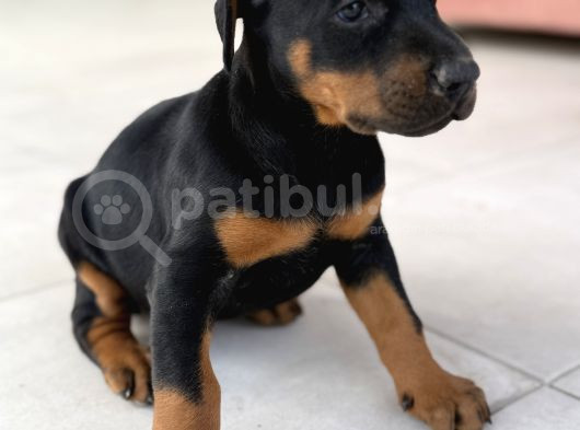 Kali̇teli̇ Doberman Yavrularimiz görsel