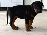 Kali̇teli̇ Doberman Yavrularimiz