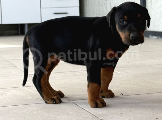 Kali̇teli̇ Doberman Yavrularimiz görsel