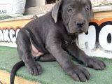 İtalyan Masti̇ff Cane Corso Yavrularimiz