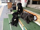 İtalyan Masti̇ff Cane Corso Yavrularimiz