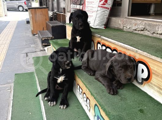 İtalyan Masti̇ff Cane Corso Yavrularimiz görsel