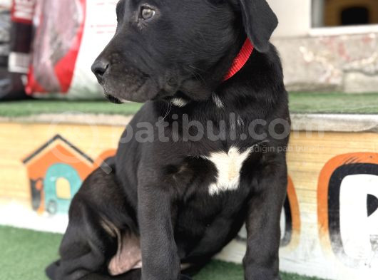 İtalyan Masti̇ff Cane Corso Yavrularimiz görsel