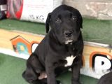 İtalyan Masti̇ff Cane Corso Yavrularimiz