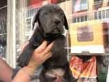 İTALYAN MASTİFF CANE CORSO YAVRULARIMIZ