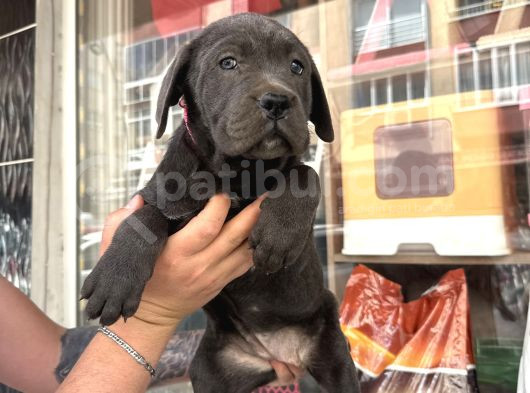 İtalyan Masti̇ff Cane Corso Yavrularimiz