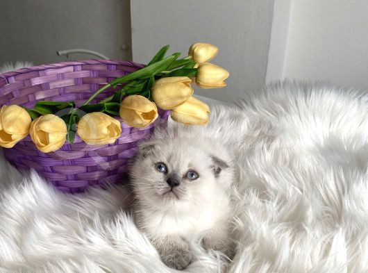Sağlıklı Oyuncu Ev Ortamından görsel