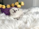 Sağlıklı oyuncu ev ortamından