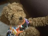 3 Aylık Dişi Poodle Ailesini Bekliyor