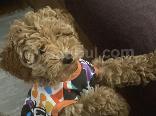 3 Aylık Dişi Poodle Ailesini Bekliyor görsel