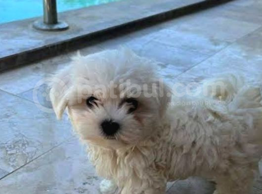 Mini Boy Maltese Terrier görsel