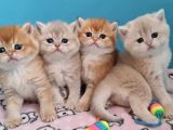 British Shorthair cy12 by12 ny11 ay11