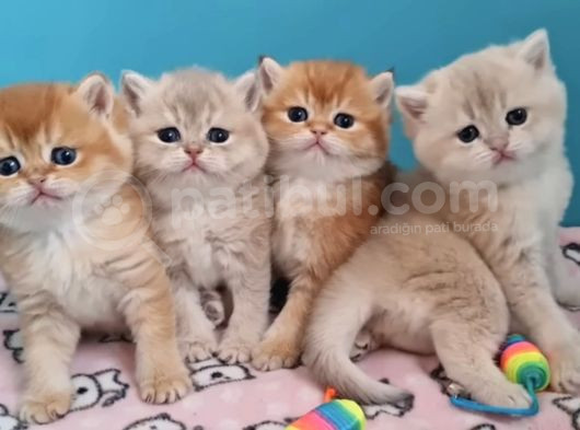 British Shorthair Cy12 By12 Ny11 Ay11