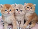 British Shorthair Cy12 By12 Ny11 Ay11