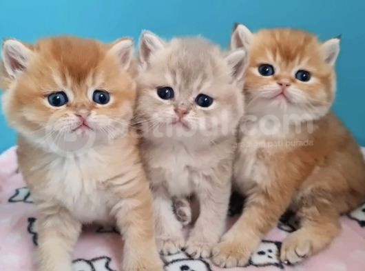 British Shorthair Cy12 By12 Ny11 Ay11 görsel
