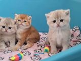 British Shorthair Cy12 By12 Ny11 Ay11