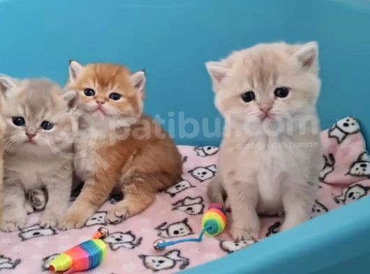 British Shorthair Cy12 By12 Ny11 Ay11 görsel