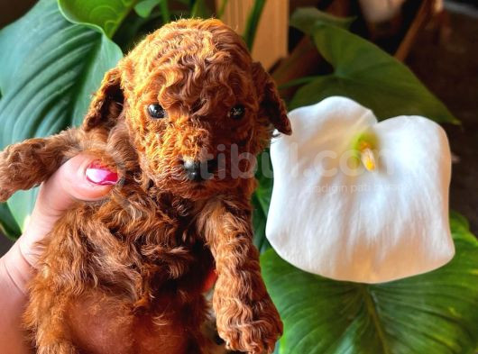 Gerçek Kore Dark Brown görsel