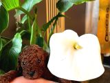 GERÇEK KORE dark brown