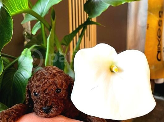 Gerçek Kore Dark Brown