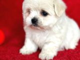 Teacup Maltese Yavrular