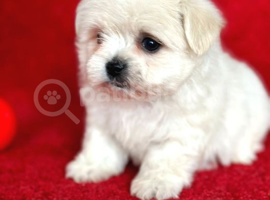 Teacup Maltese Yavrular görsel
