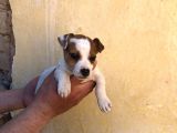 Firtina Jack Russel Bebekler