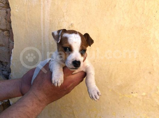 Firtina Jack Russel Bebekler görsel