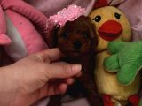 Toypoodle ve teacup poodlr 2 aylık