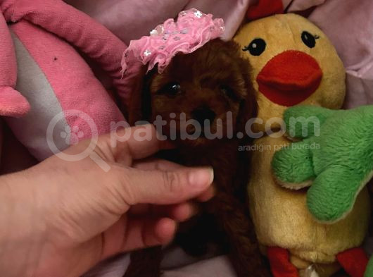 Toypoodle Ve Teacup Poodlr 2 Aylık