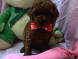 Toypoodle Ve Teacup Poodlr 2 Aylık