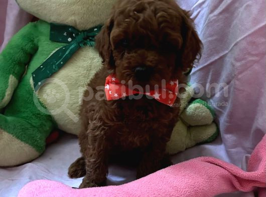 Toypoodle Ve Teacup Poodlr 2 Aylık görsel