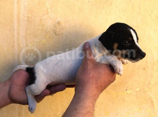 Firtina Jack Russel Bebekler görsel