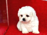 Teacup Maltese Yavrular