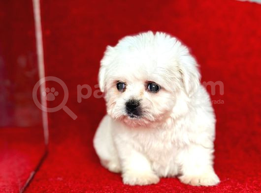 Teacup Maltese Yavrular görsel