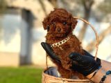 Toy Poodle Bebekler