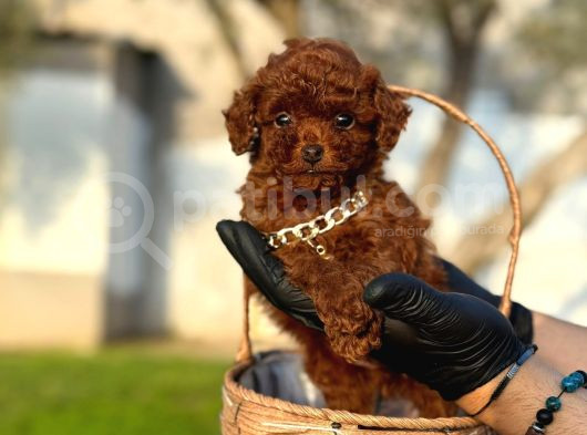 Toy Poodle Bebekler görsel