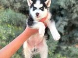 SİBİRYA KURDU HUSKY YAVRULARIMIZ MEVCUT