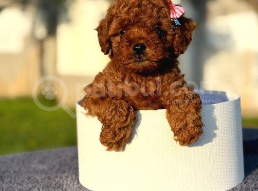 Toy Poodle Bebekler görsel