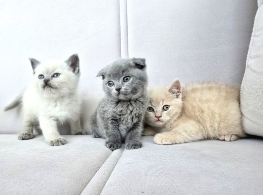 Blue Point Ve Gri Yavrular görsel