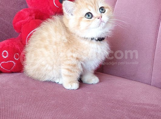 Evimin Yakışıklısı görsel