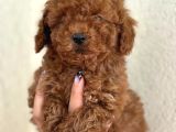 Poodle Bebekler Yeni Dostunu Arıyor