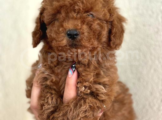 Poodle Bebekler Yeni Dostunu Arıyor görsel