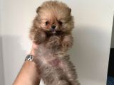 Teddy Boo Bebekler